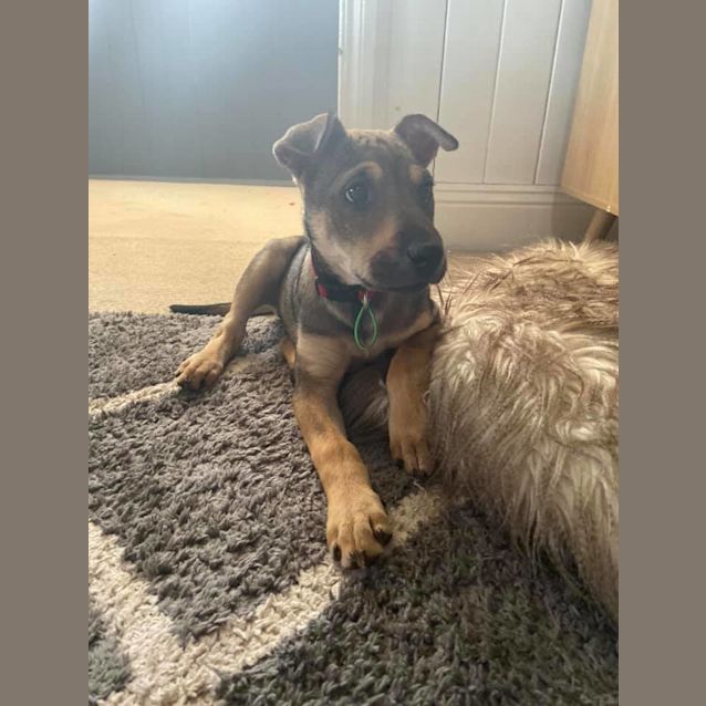 Photo of Scout