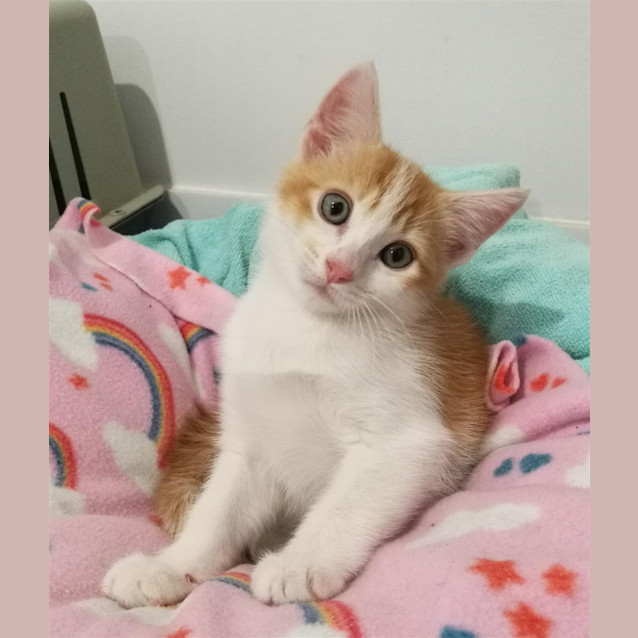 Photo of Otis