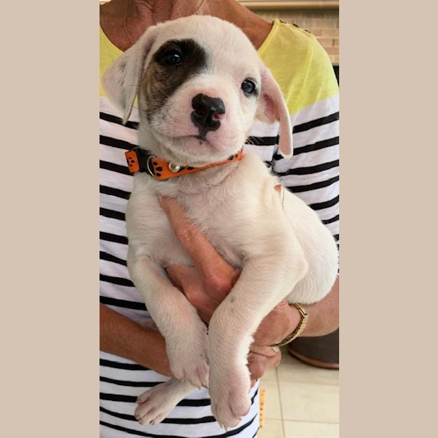Photo of Angus