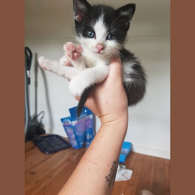Photo of Teddy