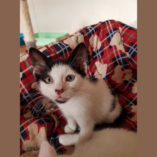 Photo of Patch