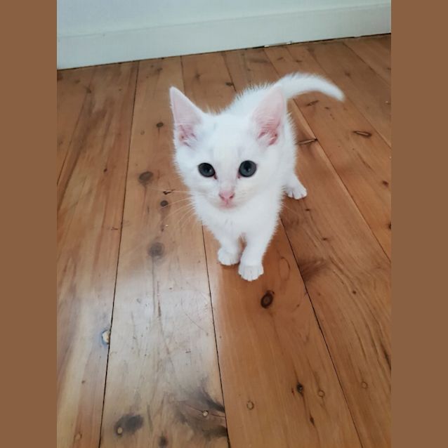 Photo of Boo