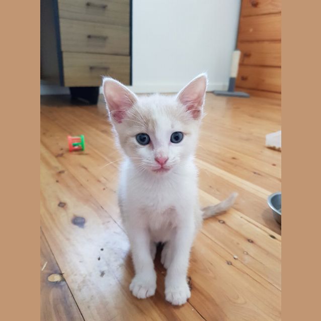 Photo of Mellow