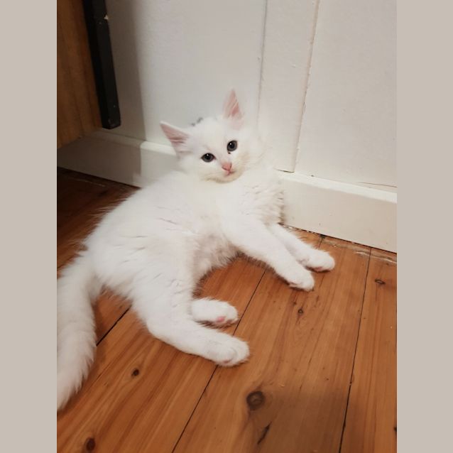 Photo of Coconut