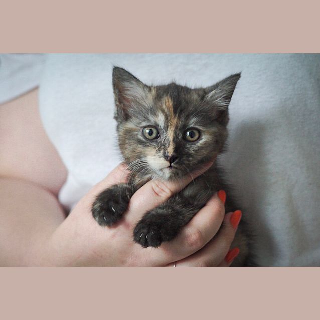 Photo of Myrtle ~ 7 Week Old Female Kitten