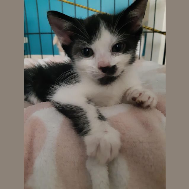 Photo of Tommy