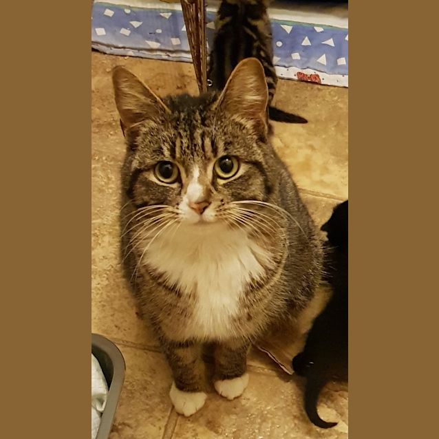 Photo of Misty