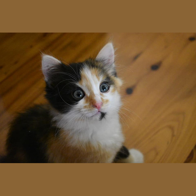 Photo of Harley 
