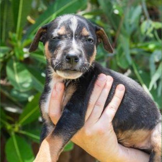 Photo of Merlin