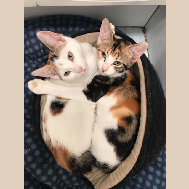 Photo of Muffin & Coconut