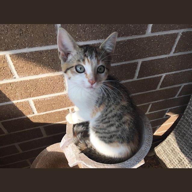 Photo of Pebbles