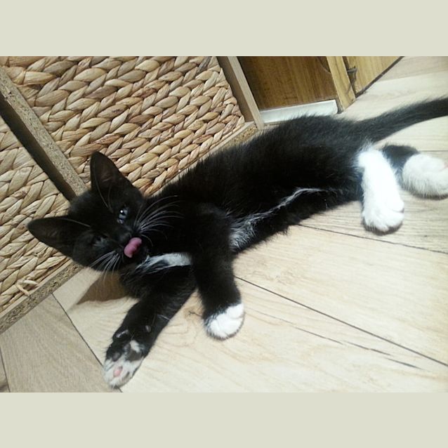 Photo of Tipsy