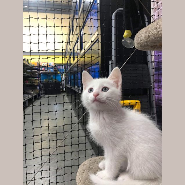 Photo of Taffy