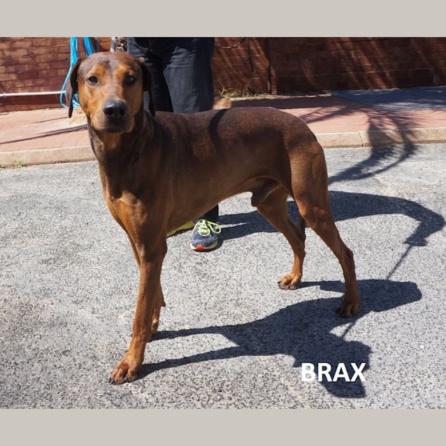 Photo of Brax