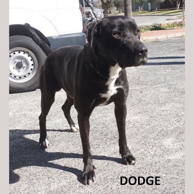 Photo of Dodge