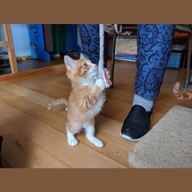 Photo of Socks ❤