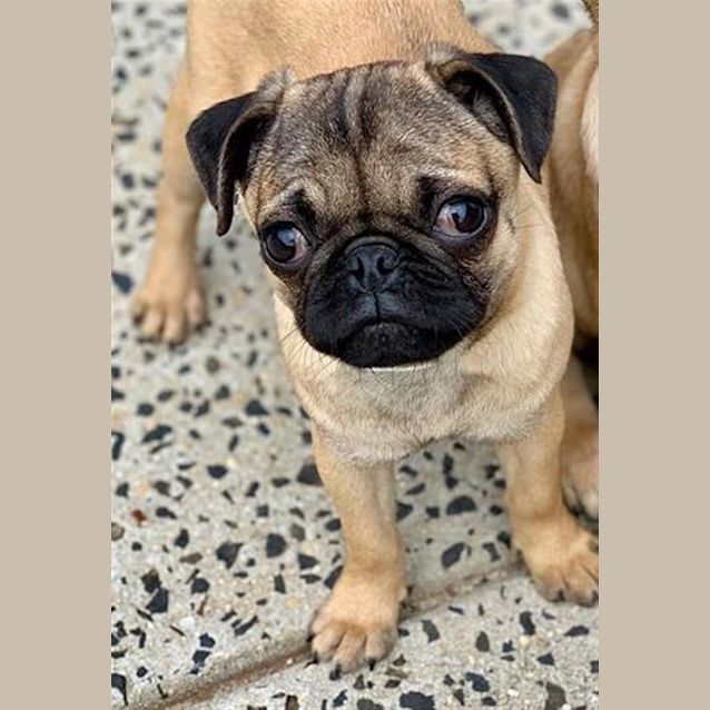 Photo of Olive