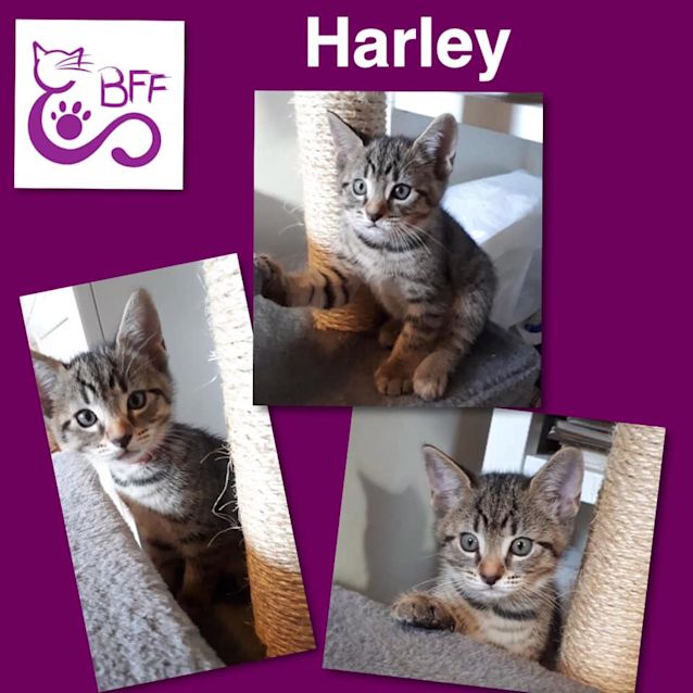 Photo of Harley