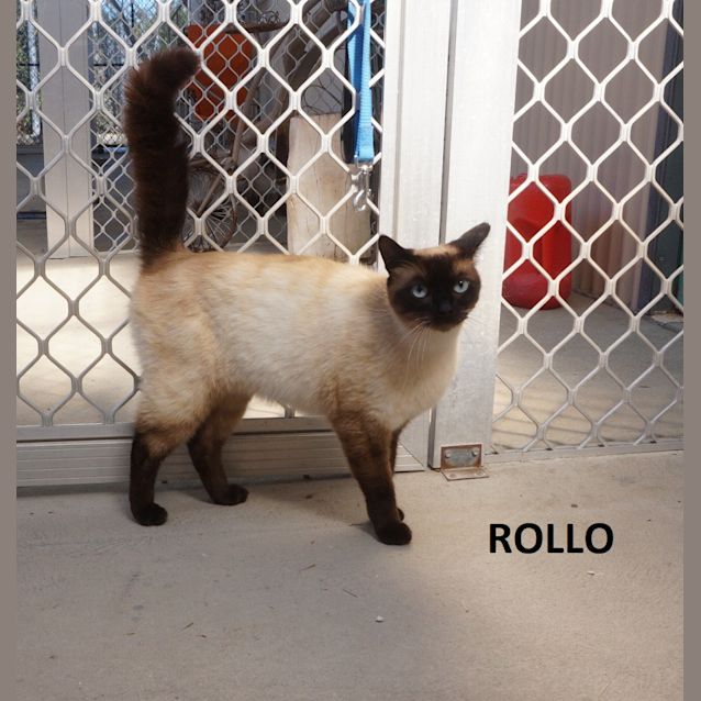 Photo of Rollo