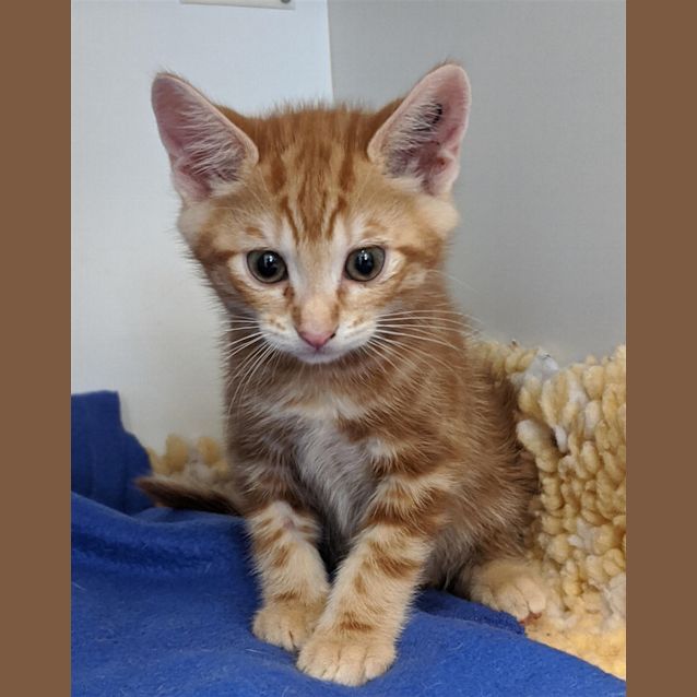 Photo of Watson