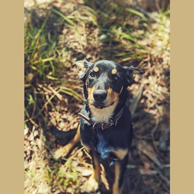 Photo of Strider D0037