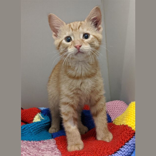 Photo of Merlot