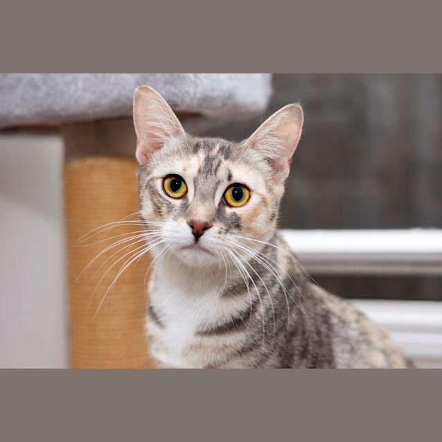 Photo of Evie **2nd Chance Cat Rescue**