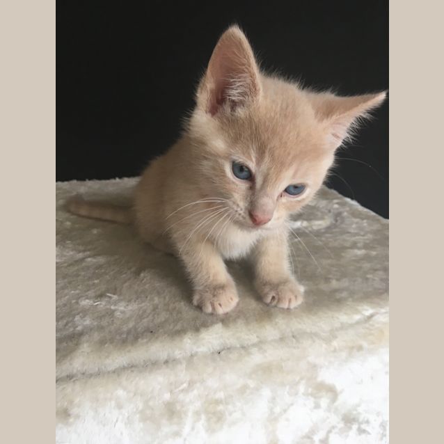 Photo of Honey