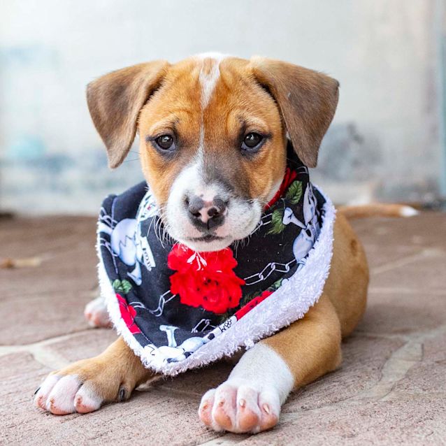 Photo of Pearl ~ Lovely Mastiff X Puppy (On Trial 20/12/19)