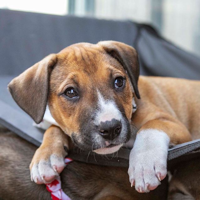 Photo of Sapphire ~ Sweet Mastiff X Puppy (On Trial 8/1/20)