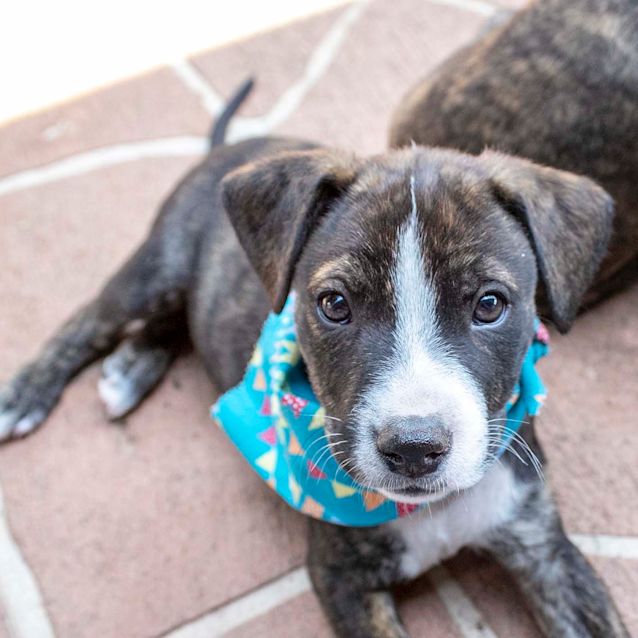 Photo of Riley ~ Mastiff X Puppy (On Trial 14/12/19)