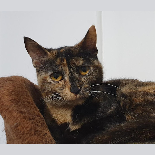Photo of Hermione