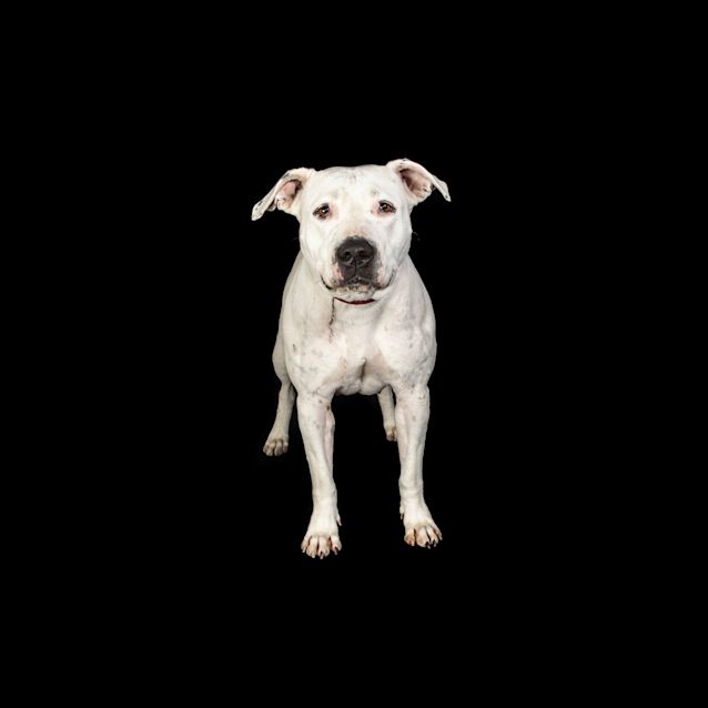 Photo of Twinkie