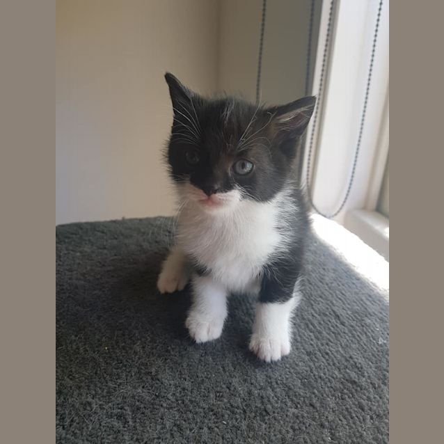 Photo of Ravenpaw Available Mid To Late December