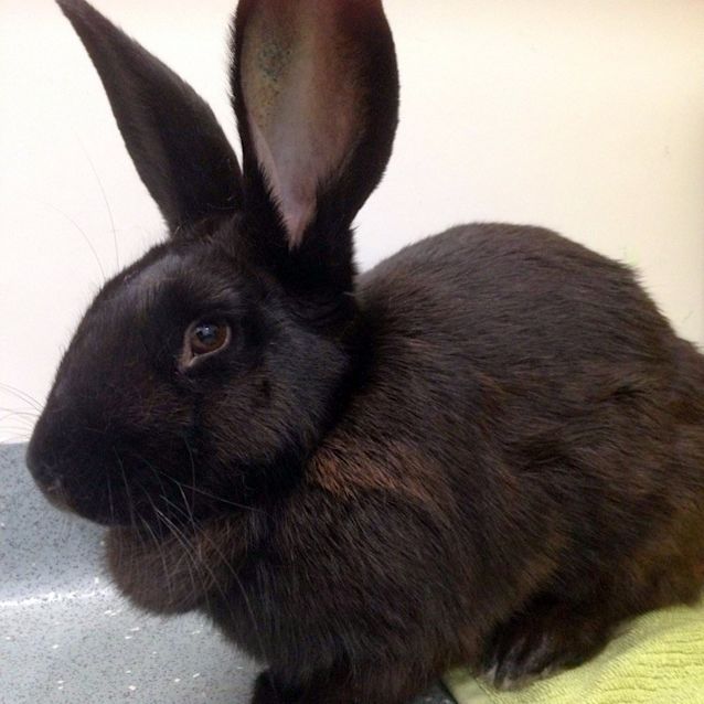 Photo of Tootsie
