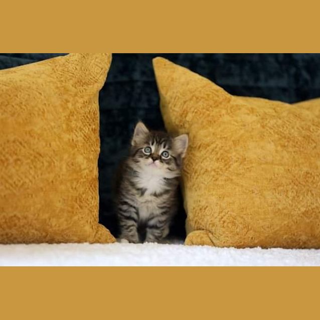 Photo of Caterpillar 