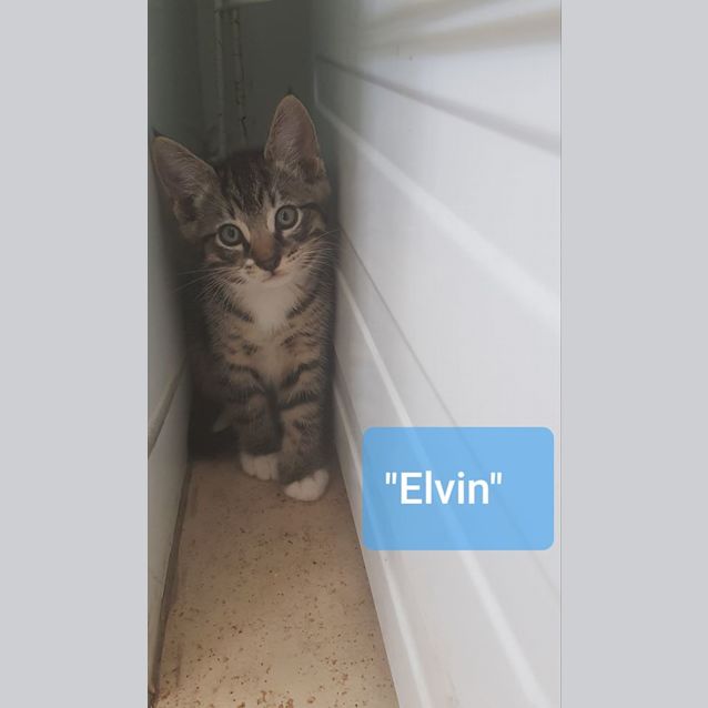 Photo of Elvin