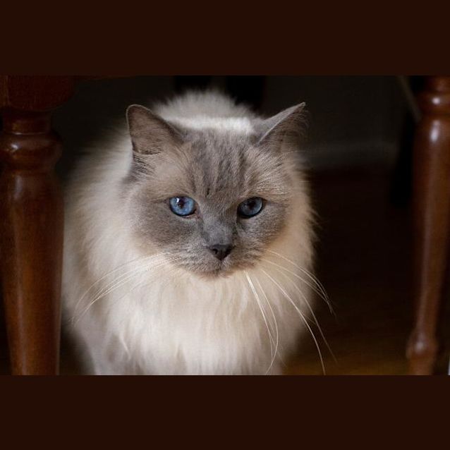 Photo of Shilo