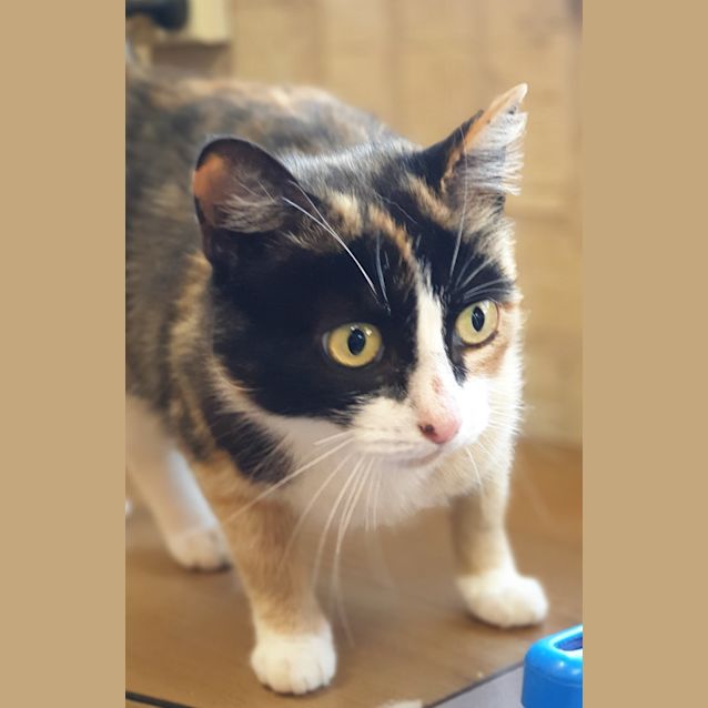 Photo of Pippa