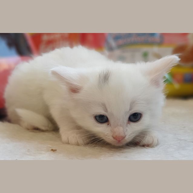 Photo of Nimbus
