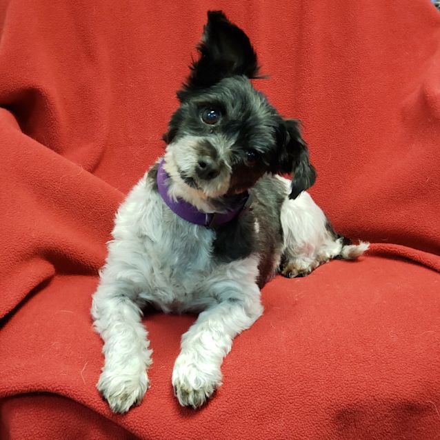 Photo of Snoopy