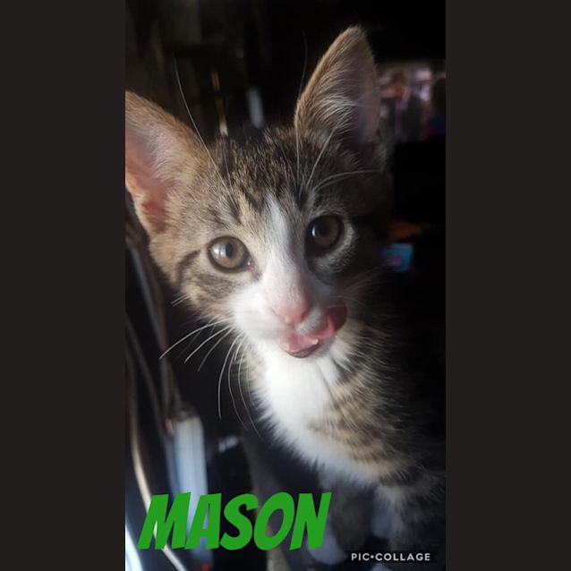 Photo of Mason
