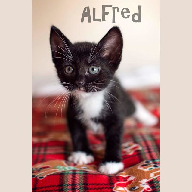Photo of Alfred
