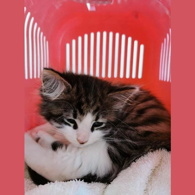 Photo of Rex