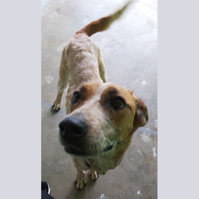 Photo of Rusty