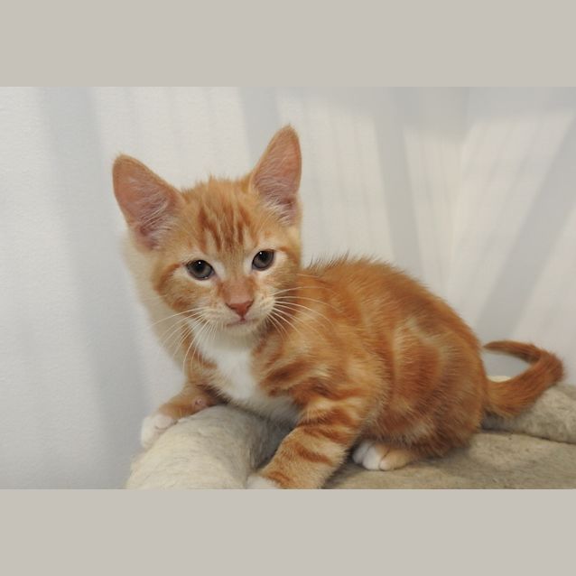 Photo of Ginge