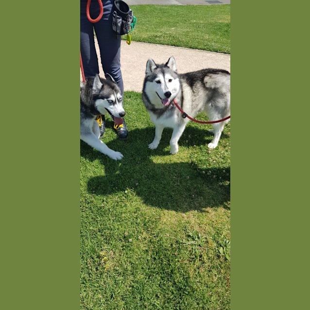 Photo of Meeko And Eski 
