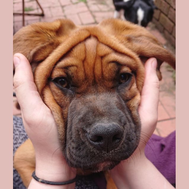 Photo of Stoick
