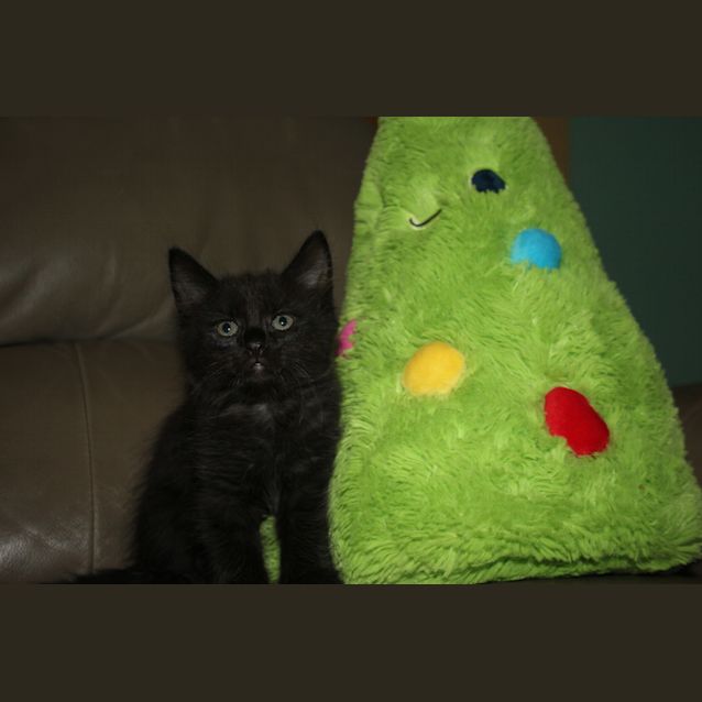 Photo of Norman