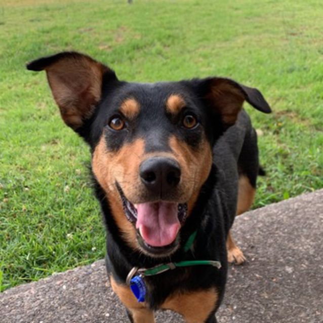 Photo of Bella ~ 3yo Kelpie (Deposit Taken. Trial 18/1/20)